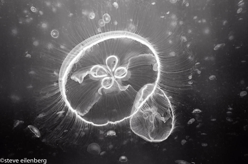 Moon jellyfish in Jardines de la Reina