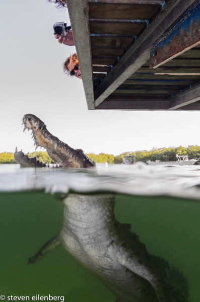 Tito, a resident crocodile in Jardines de la Reina, visits Tortuga, a dive barge