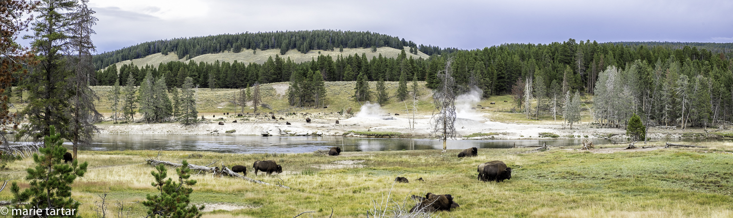 Buffalo along the Tellowstone River in the Hayden Valley, with a smoking fumarole
