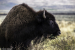 201508 MT Yellowstone Bison Beauty