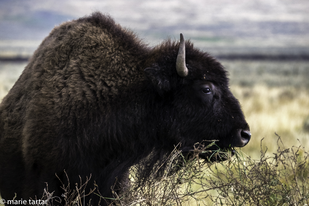 Bison/buffalo in Yellowstone