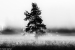 201508 MT Yellowstone Lone Tree Fog BnW