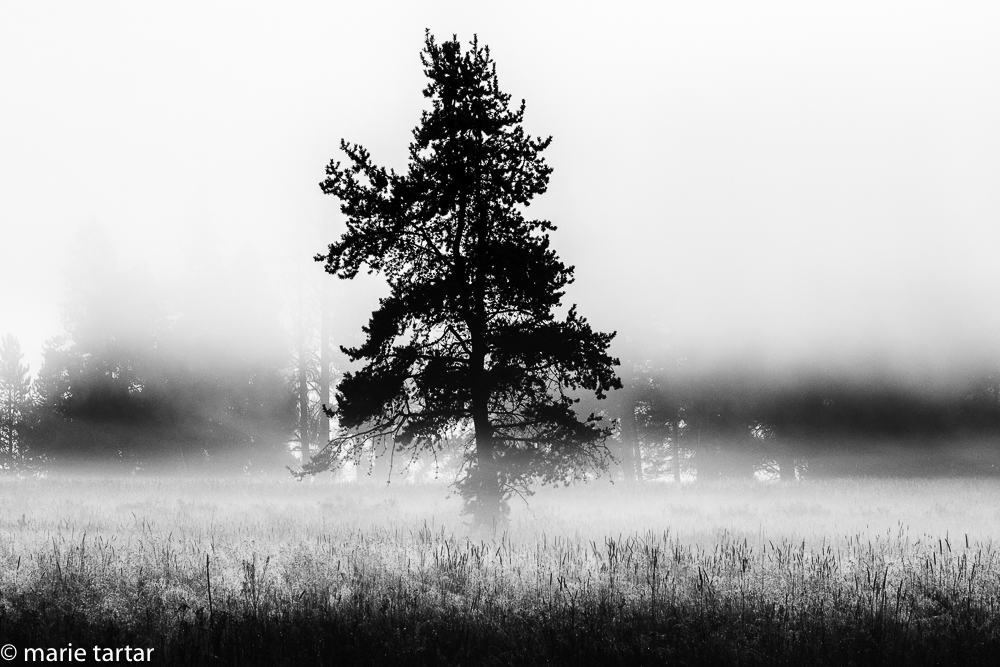 Tree near Lake Yellowstone isolated by early morning fog
