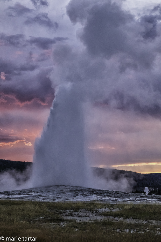 Old Faithful erupting during a colorful sunset