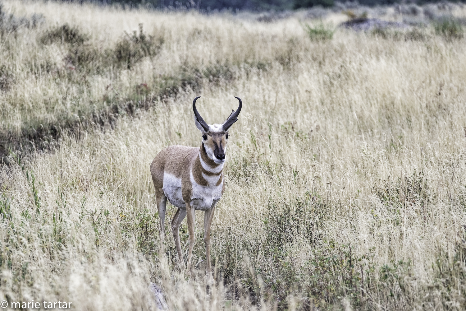 Pronghorn antelope in Lamar Valley region of Yellowstone