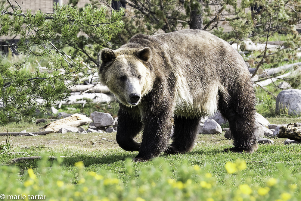 Grizzlys have a characteristic "hump" which distinguished them from black bears.