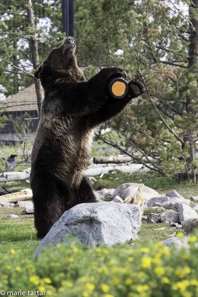 Grizzly bear "testing" a would-be bear-resistant food canister; this failed the test after 15 minutes of concerted effort.