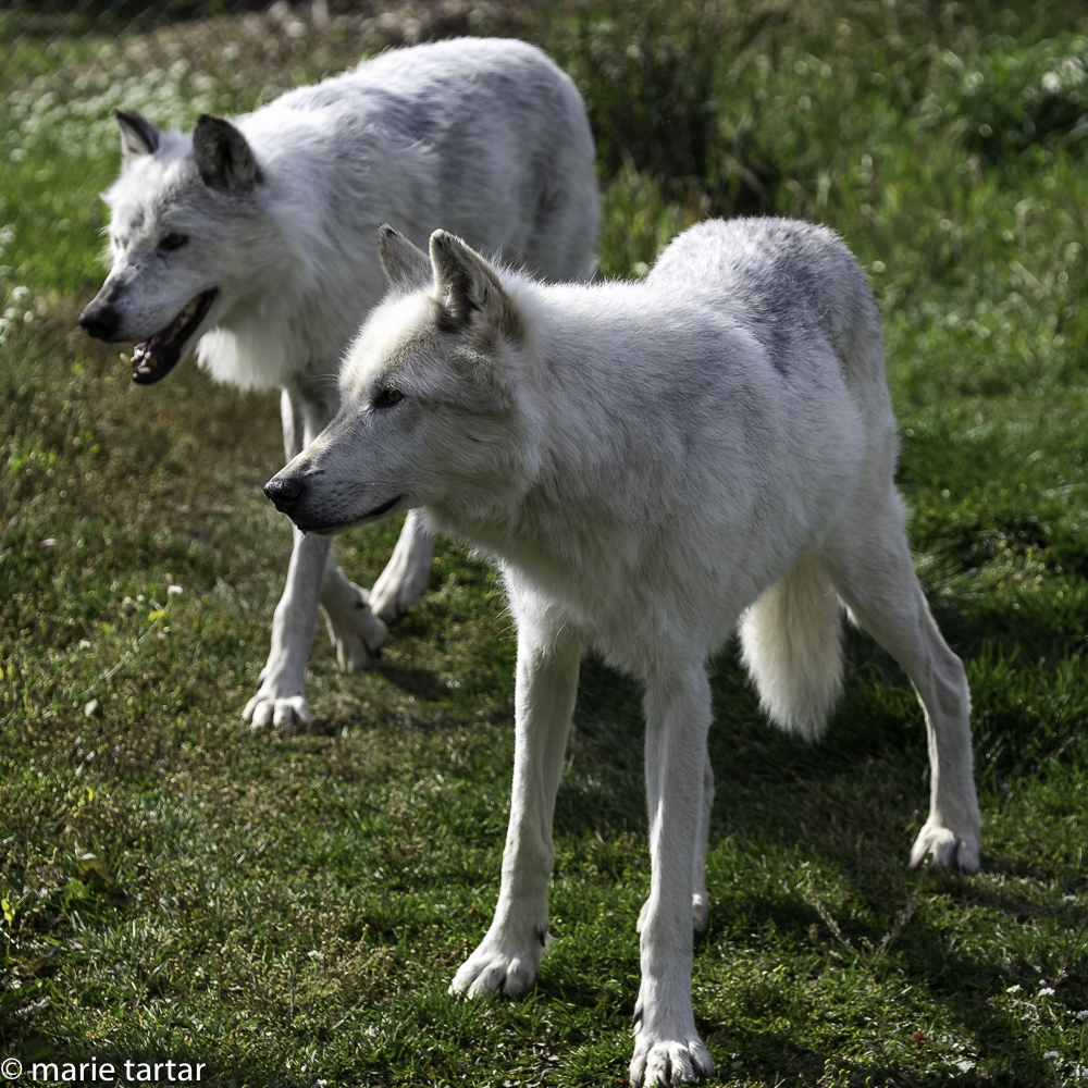 Wolf pair, one of 3 packs, that live at the Grizzly and Wolf Discovery Center in West Yellowstone