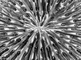 Coral detail, Triton Bay, Indonesia