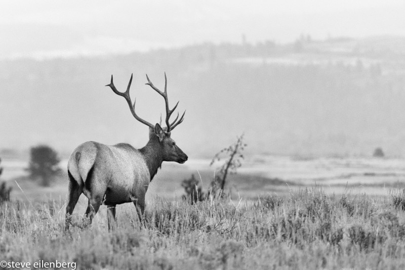 Elk, Grand Tetons, Wyoming, meadow, sunrise, black and white