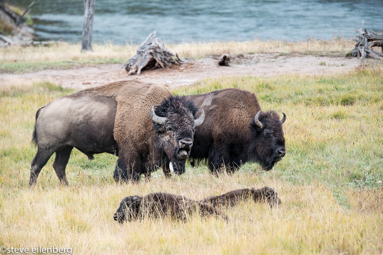 Bison pair,  Haydon Valley, Yellowstone Wyoming
