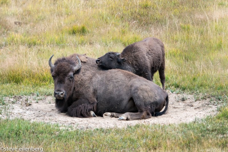 Bison mother and calf, Yellowstone, Wyoming, relaxing