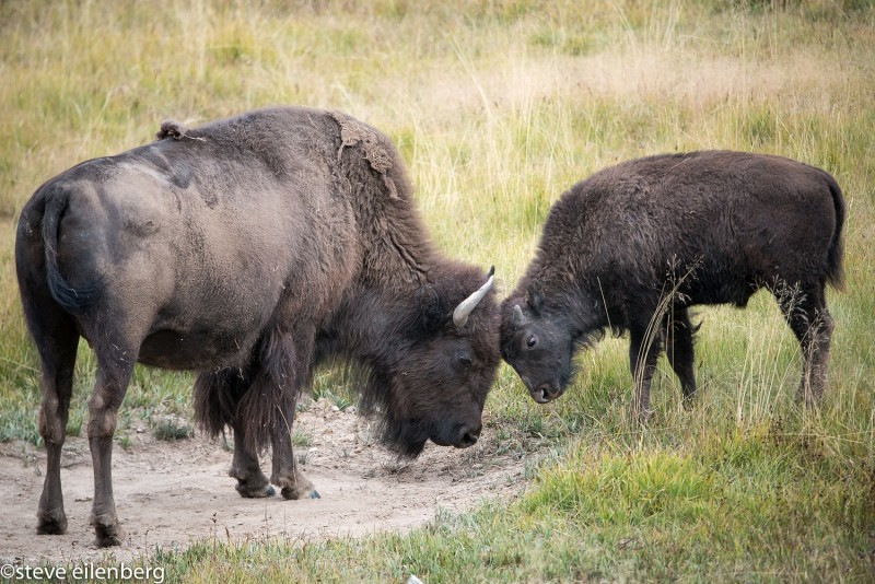 Bison mother and calf butting heads, Yellowstone, Wyoming