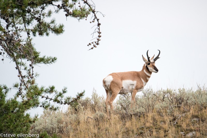 Pronghorn looking back. Yellowstone