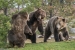 Three grizzlies. West Yellowstone.