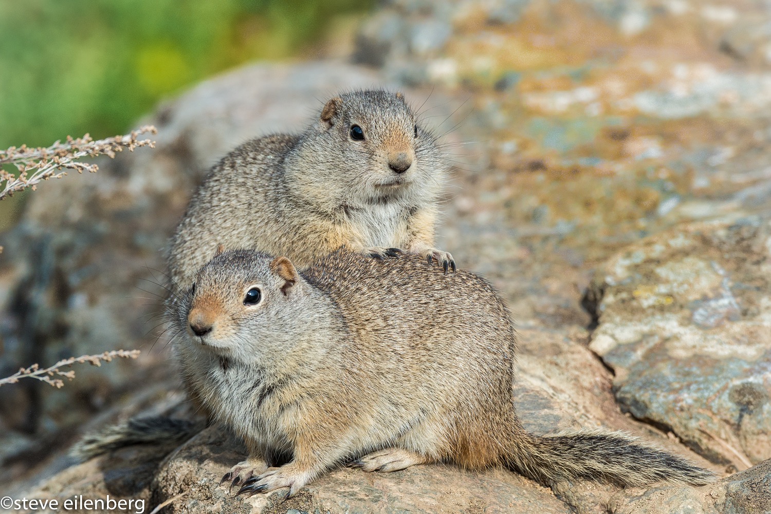 Ground squirrel pair, West Yellowstone