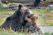 Grizzly pair playing in water. West Yellowstone