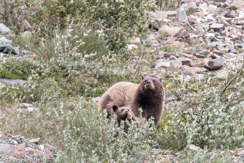 Grizzly sow and cub sniffing, Glacier National Park