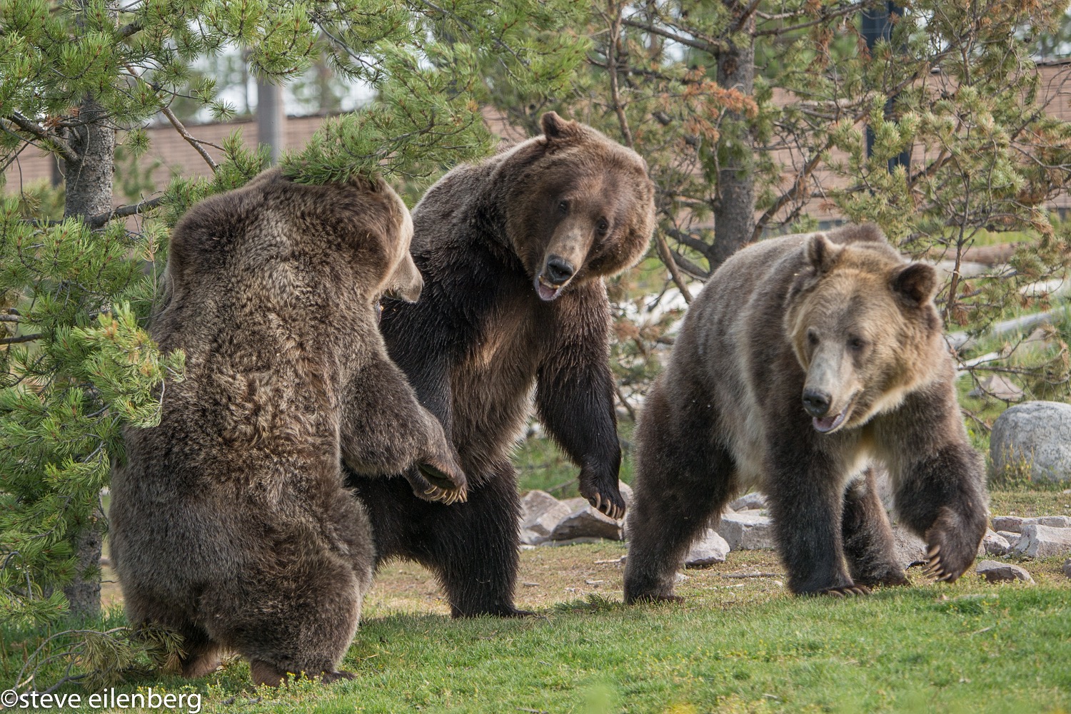 Trio of grizzly bears in West Yellowstone