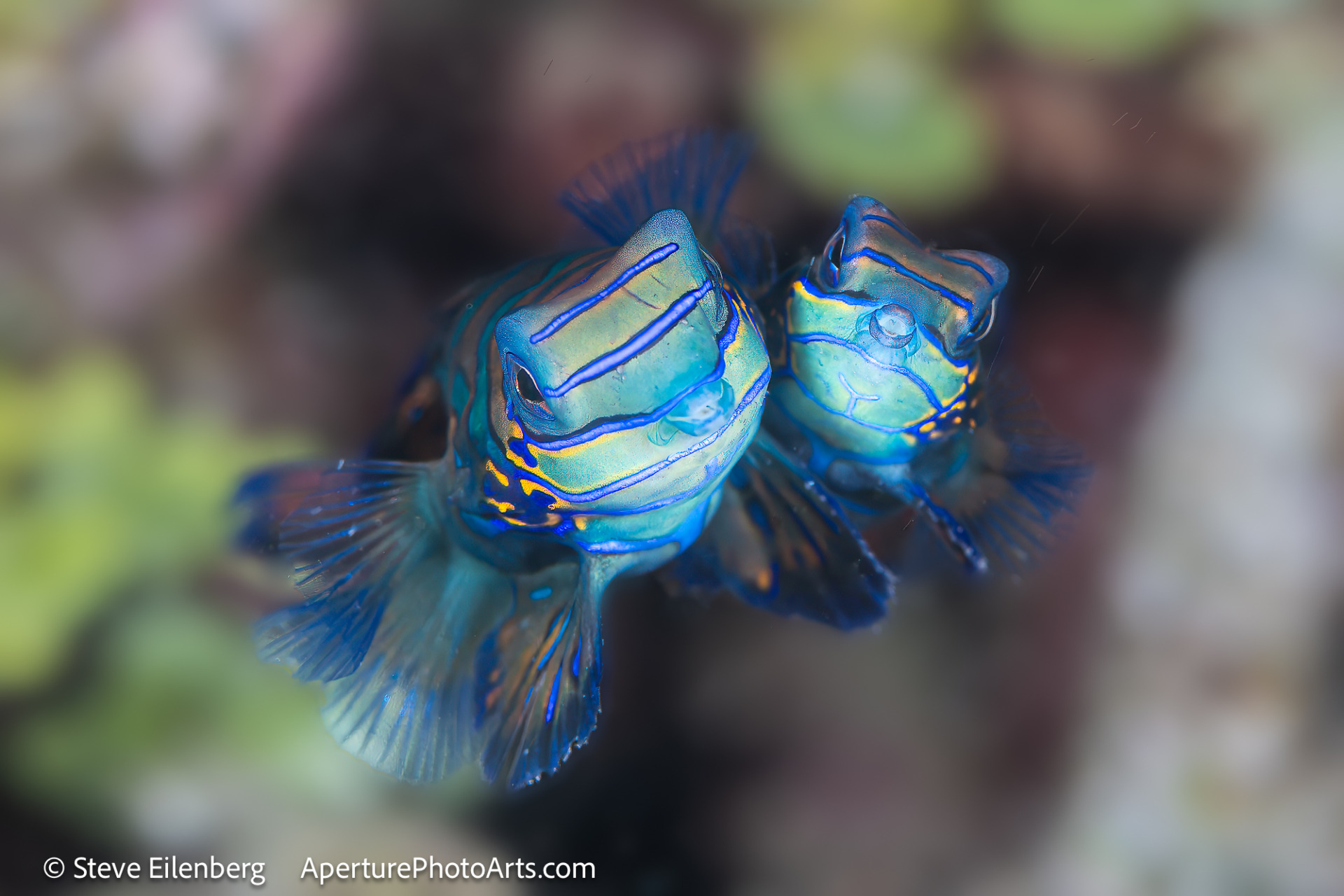 Mating mandarin fish with sperm in the water