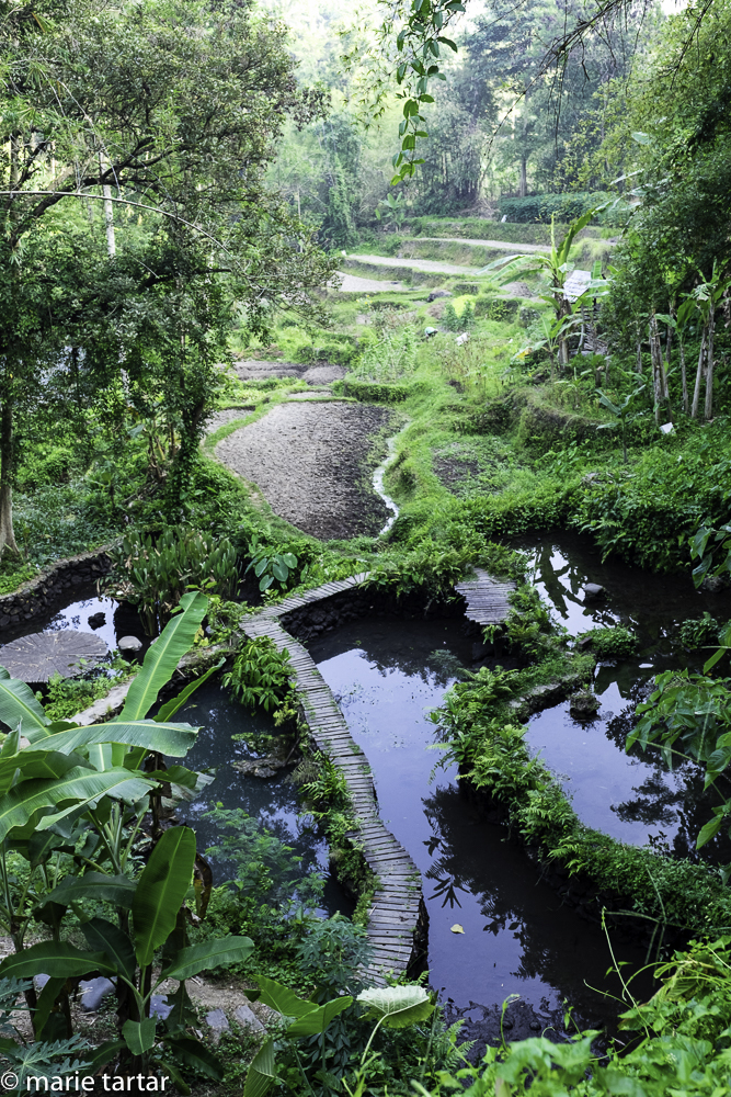 Down a spiral staircase, a secret garden! Rice fields bordering the Ayung River, near Ubud, Bali