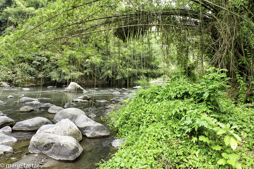 Bamboo draping over Bali's longest river, the Ayung, near Ubud in the highlands