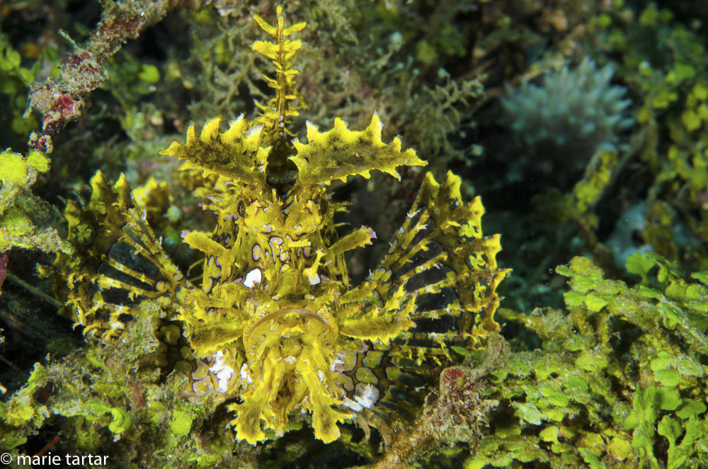 Among the most spectacular of fishes is the Rhinopius aphanes, or the lacy scorpionfish, hides in plain sight