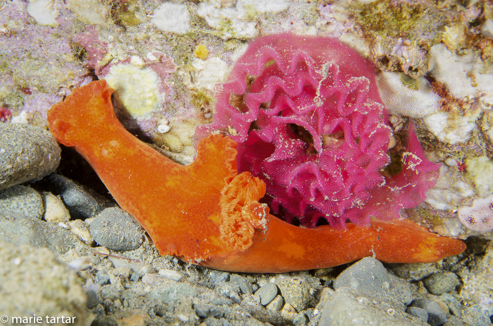 Orange nudibranch laying pink eggs, Ambon, Indonesia