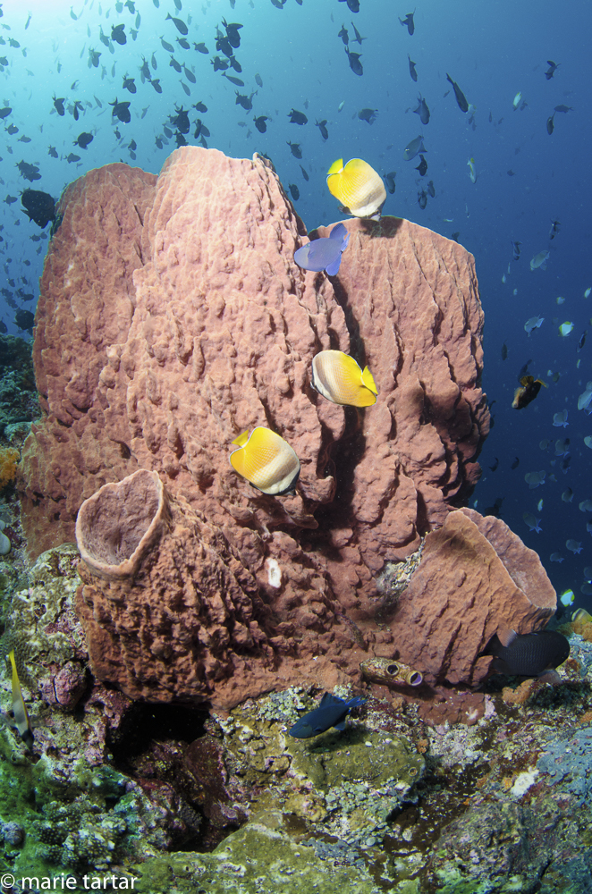 I saw this beautiful cluster of barrel sponges on the way down and made a note of its depth, to shoot it on our return. By that time, the current was intense enough all I could do was hang on with one hand, and wish I could freely swim and work this subject