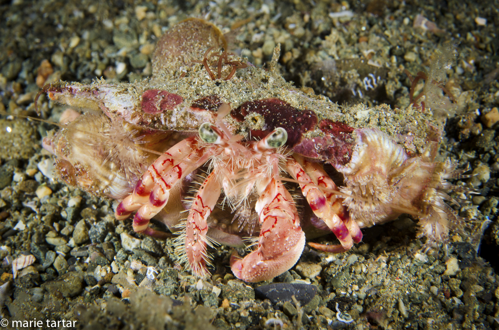 Another denizen of the night, an anemone crab
