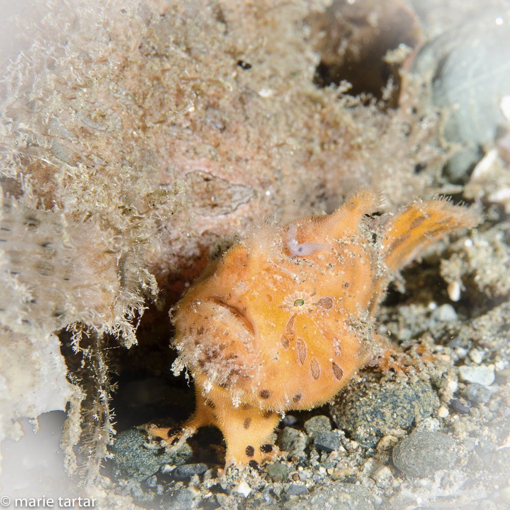 An adorable frogfish, snuggled up to a larger hairy frogfish