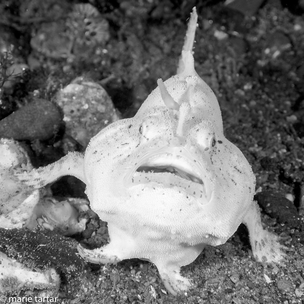 Comical frogfish in Ambon, Indonesia