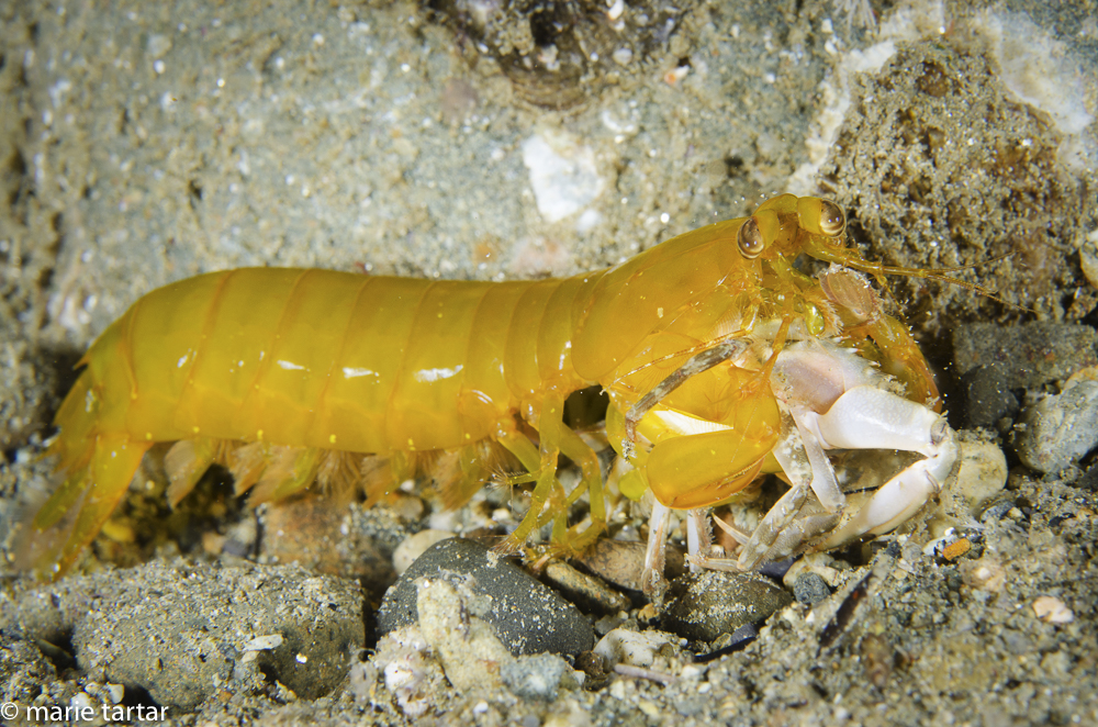 Mantis shrimp with a crab meal