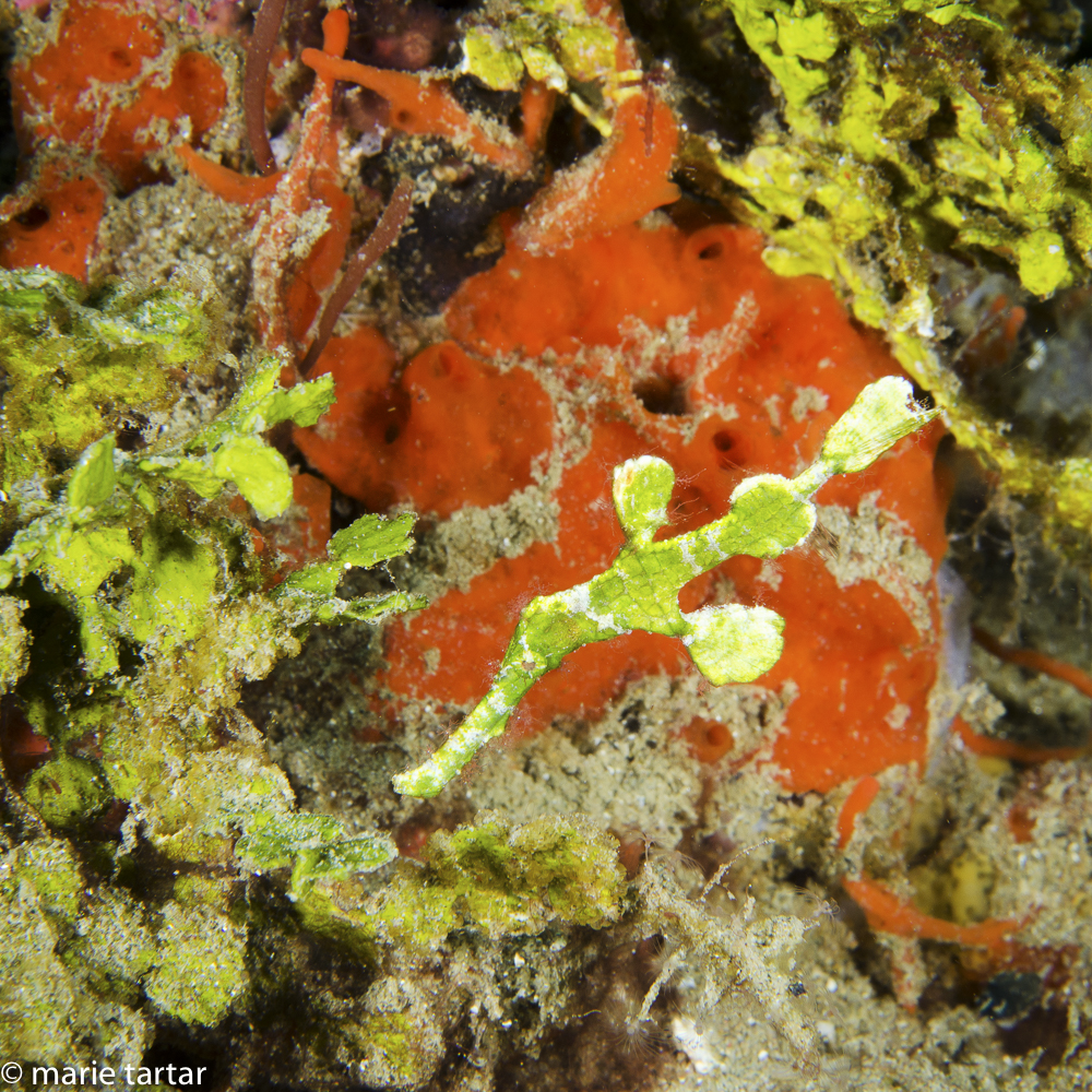Halimeda ghost pipefish, perfectly matched in color and texture to sea algea