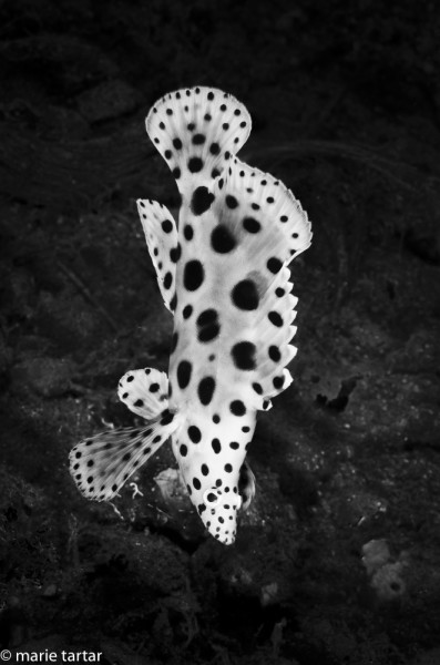 Juvenile barramundi (Chromoleptis altivelis) has a polka-dotted fashion sense I love! It also has a characteristic waggling way of undulating across a reef.