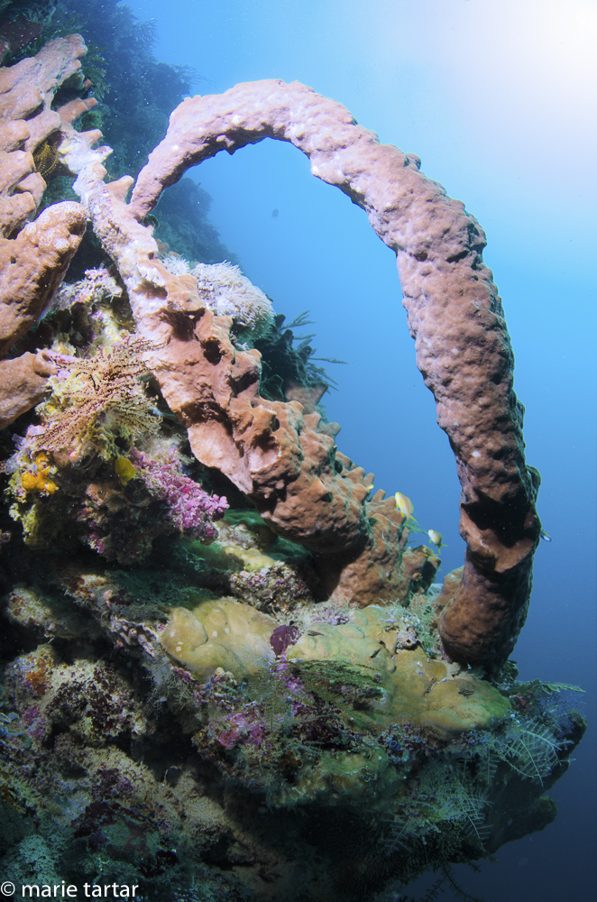 Cascading sponge arcs are a feature of this region in Indonesia's Banda Sea