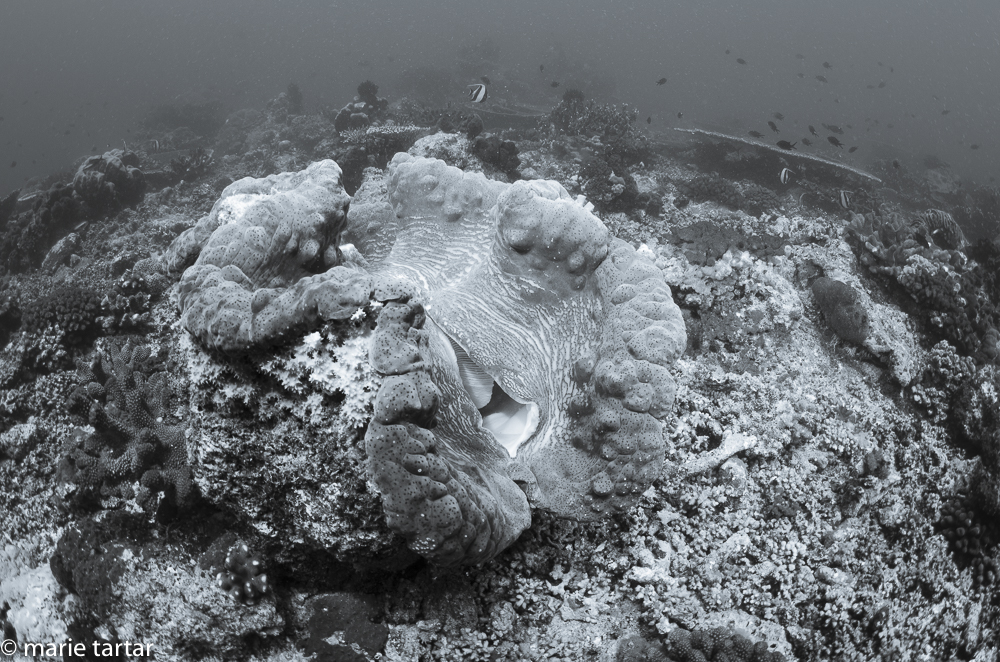 Even by Tridacna gigas giant clam standards, this is a big one!