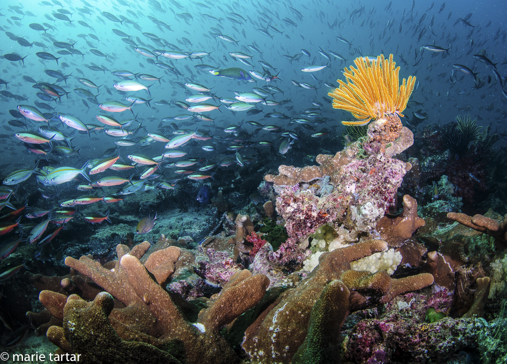 Triton Bay reef scene in Indonesia