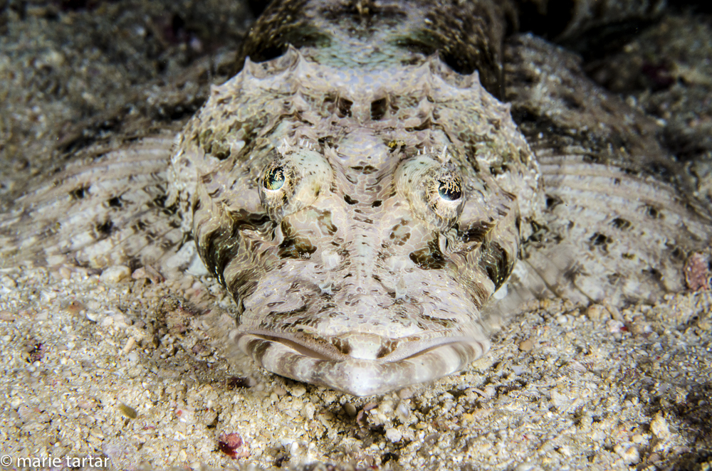 Crocodilefish resting on sand in Triton Bay in Indonesia