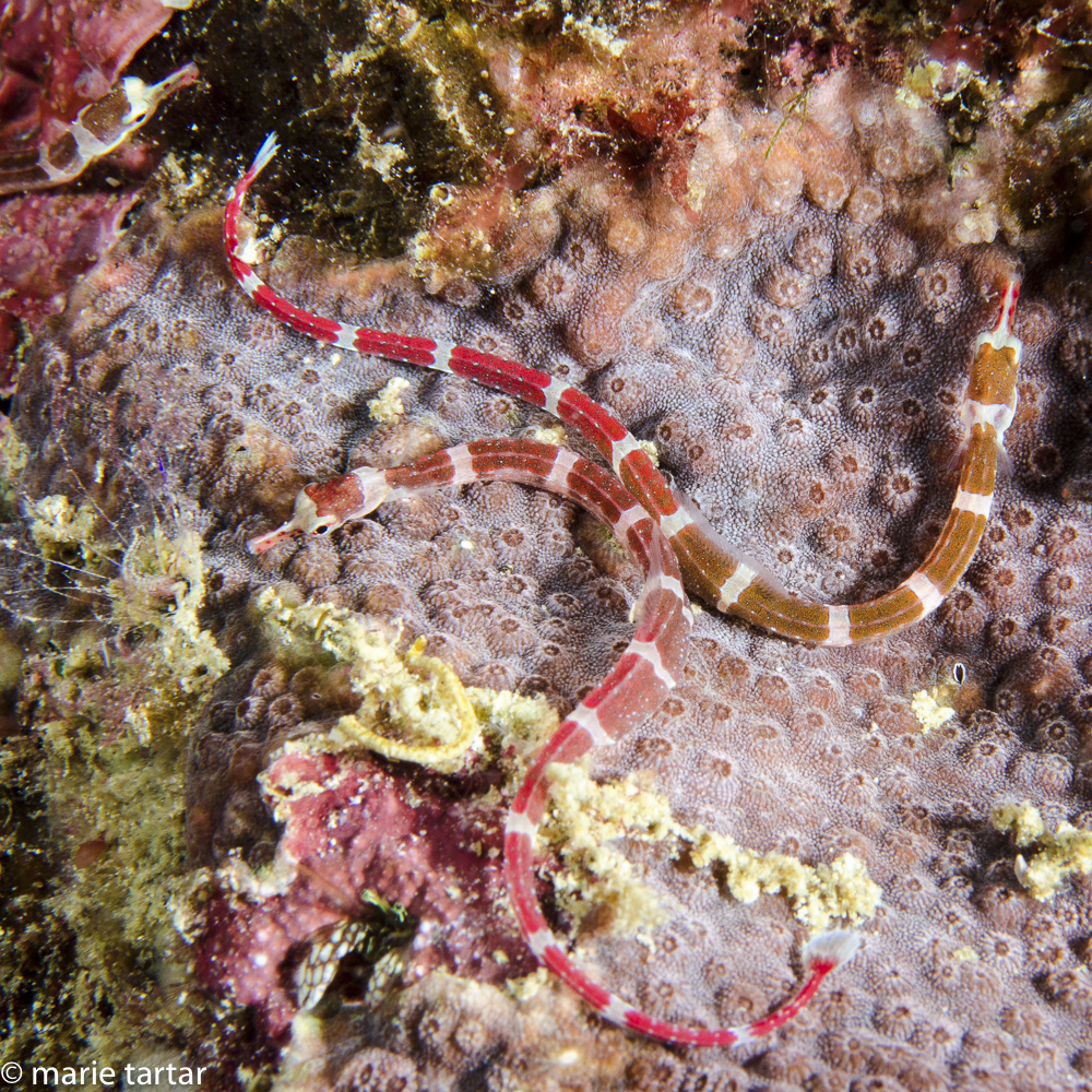 A passel of brown-banded pipefish (Corythoichthys amplexus) hunting at night in Triton Bay, Indonesia