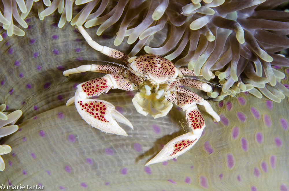 Spotted porcelain crab (Neopetrolisthes maculata) lives in the shelter of an anemone, Triton Bay, Indonesia