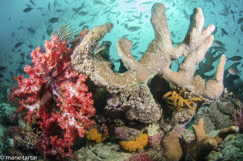 Sculptural corals anchor a spectacular Indonesian coral reef scene in Triton Bay