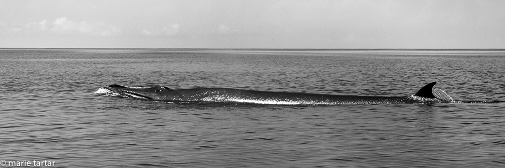 Bryde whale feeding at surface in Triton Bay, Indonesia