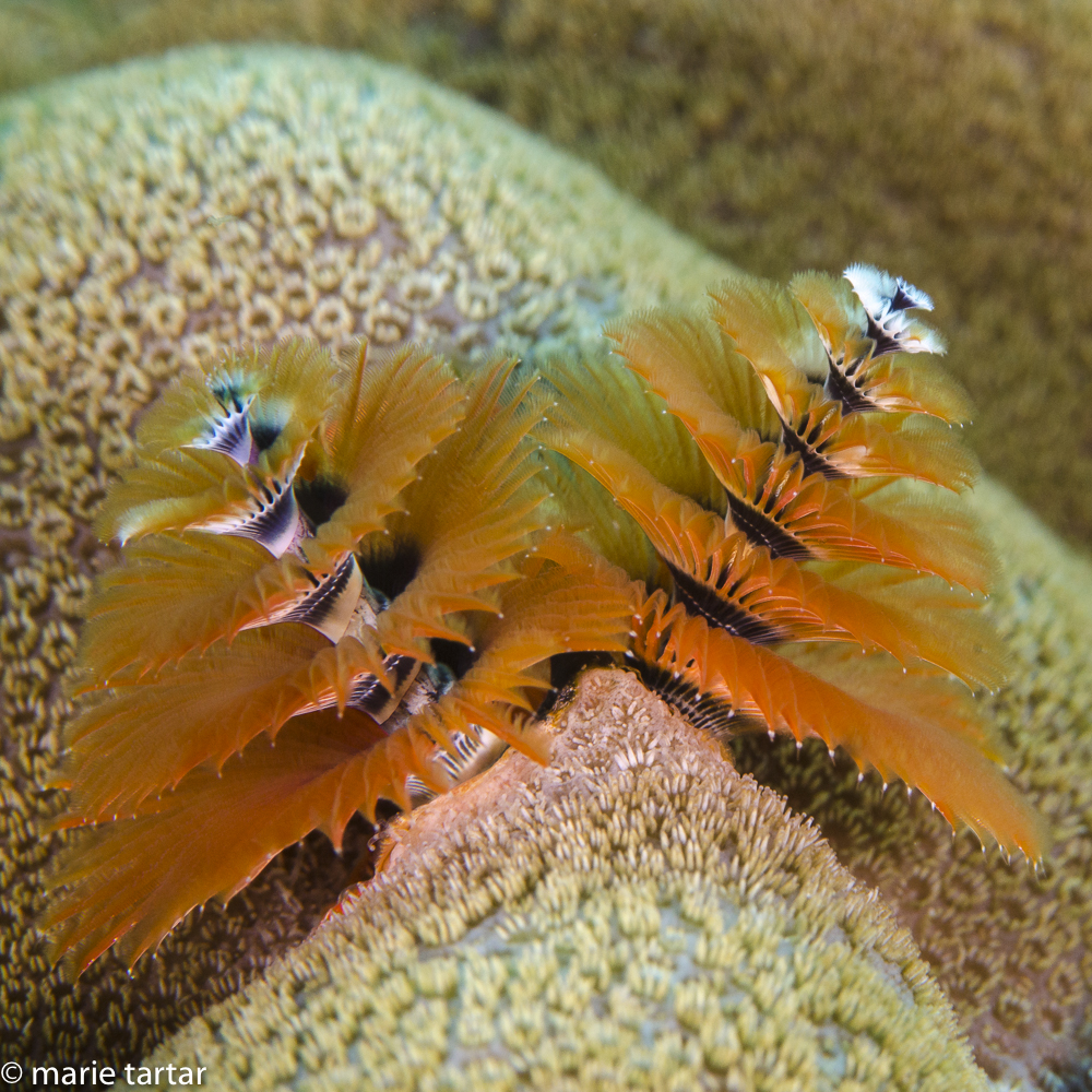 Feeding appendages of tiny Christmas tree worms; approach too closely and they suck back into the coral head