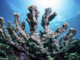 Banda Sea Indonesian coral reef