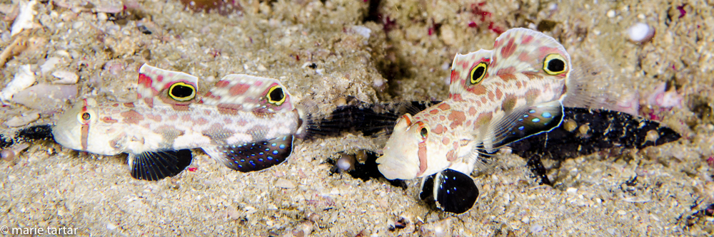 Crab-eye goby pair (Signigobius biocellatus) dreive their common name from the false eyes said to resemble stalked crab eyes, and their dark ventral fins suggesting crab pincers. I don't really see the resemblance myself. Their mode of hopping sideways is quite characteristic and said to a crab imitation. I don't see that either but they are quite striking