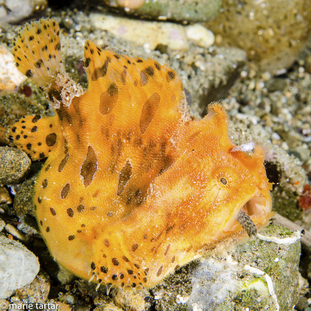 I can't believe I ate the whole fish; the tail of its last meal protrudes from the mouth of this frogfish in Ambon