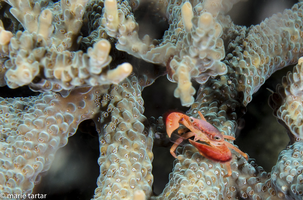 A tiny red crab resident of a hard branched coral in Triton Bay in Indonesia