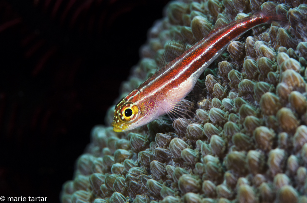 Neon or striped triplefin, depending on which reference book one consults (Helcogramma striata)