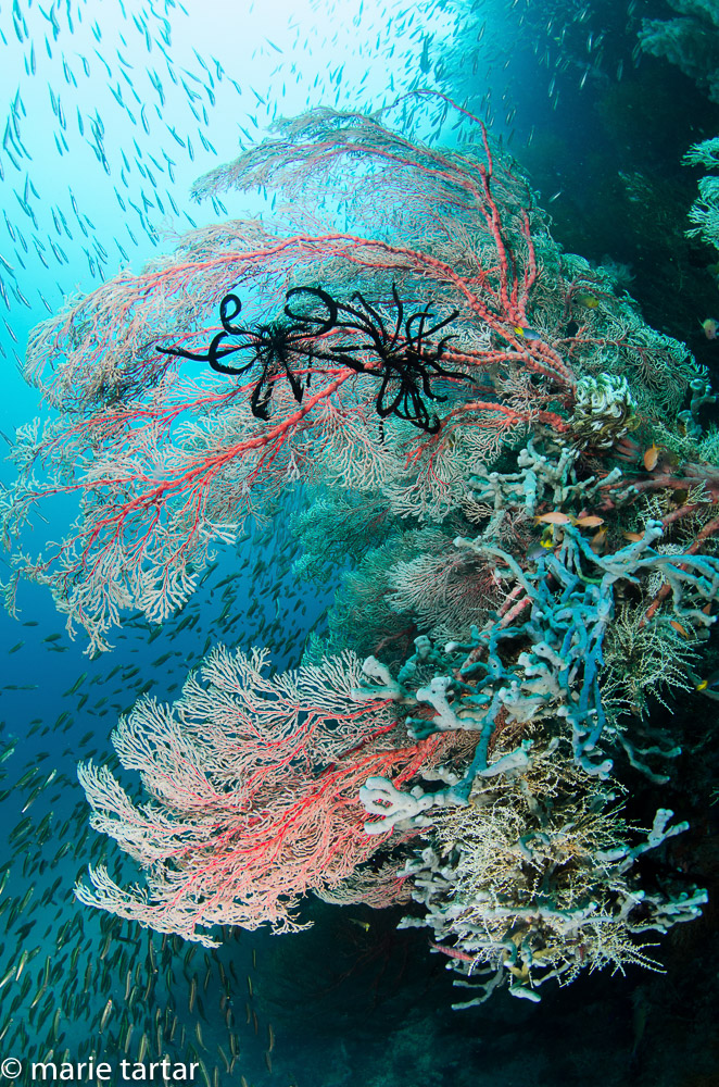 Indonesian reef scene with sea fans, crinoid and schoold of fish, in Bird's Head Seascape